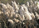 Phragmites australis. Верхушки плодоносящих растений. Ярославская обл., пос. Новый Некоуз, долина р. Ильд. 19.10.2010.