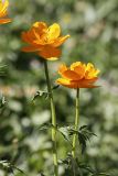 Trollius altaicus