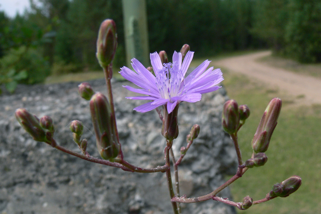 Изображение особи Lactuca tatarica.