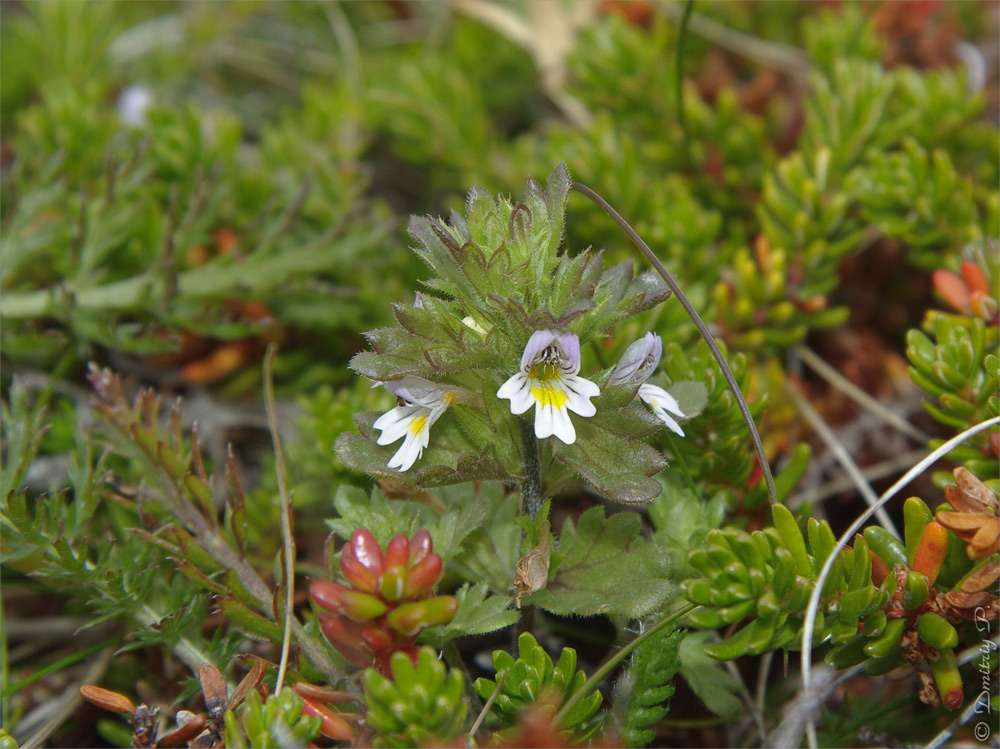 Изображение особи Euphrasia frigida.