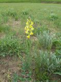 Linaria incompleta