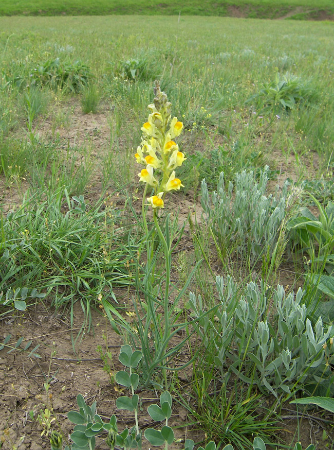 Image of Linaria incompleta specimen.