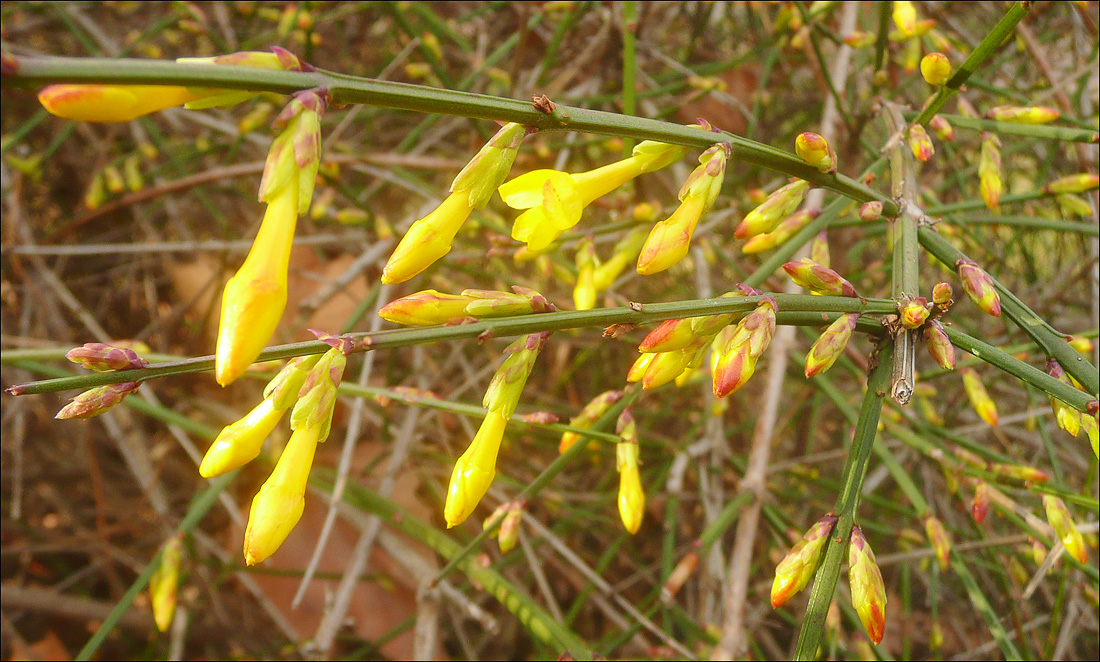 Изображение особи Jasminum nudiflorum.