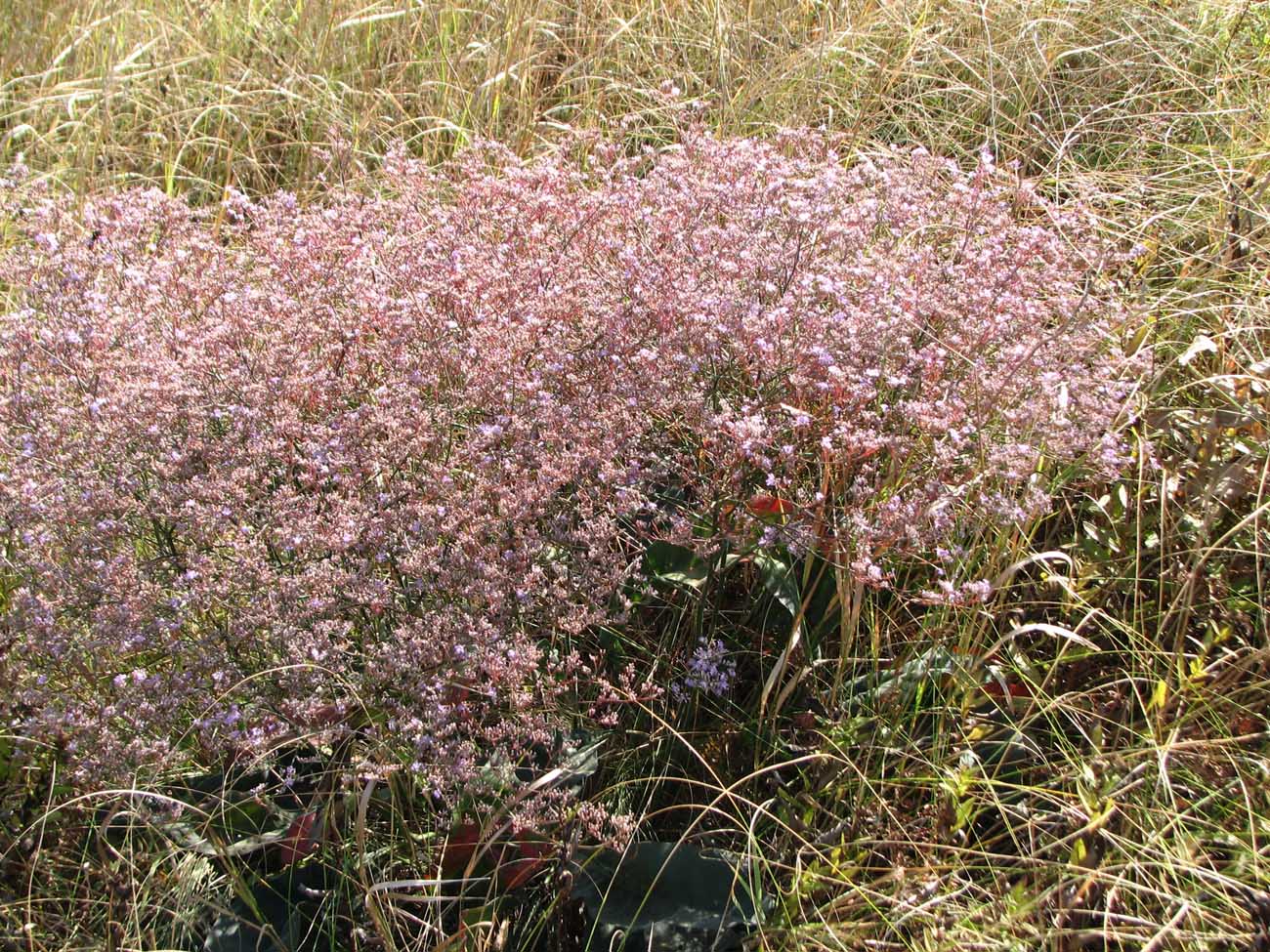 Image of Limonium coriarium specimen.