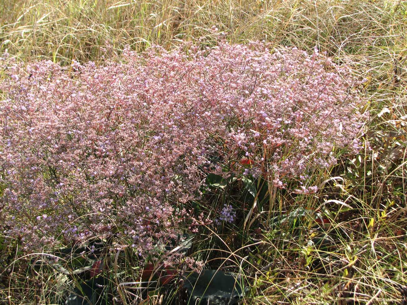 Изображение особи Limonium coriarium.