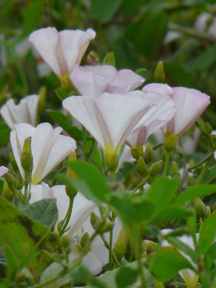 Изображение особи Convolvulus arvensis.