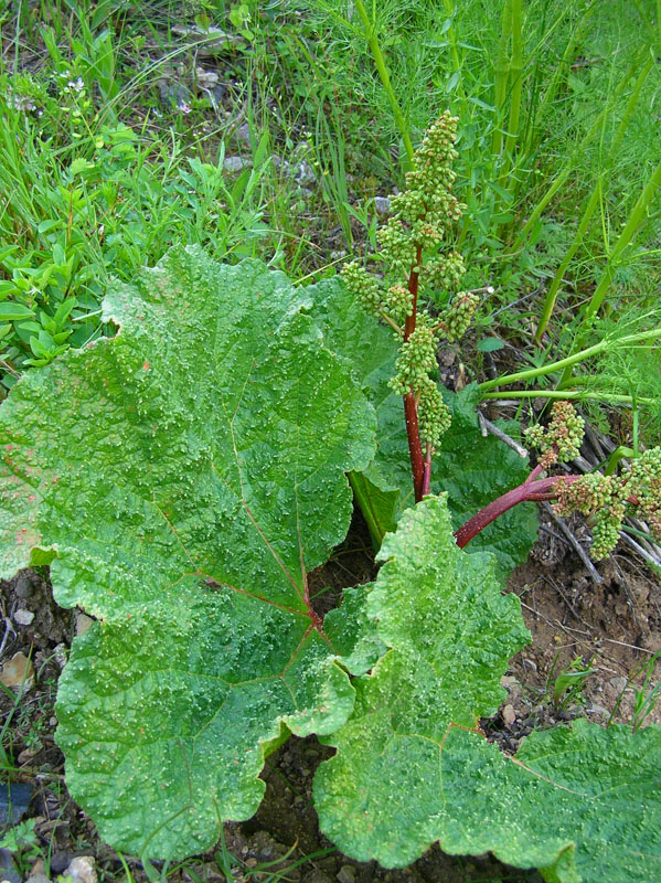 Image of Rheum maximowiczii specimen.
