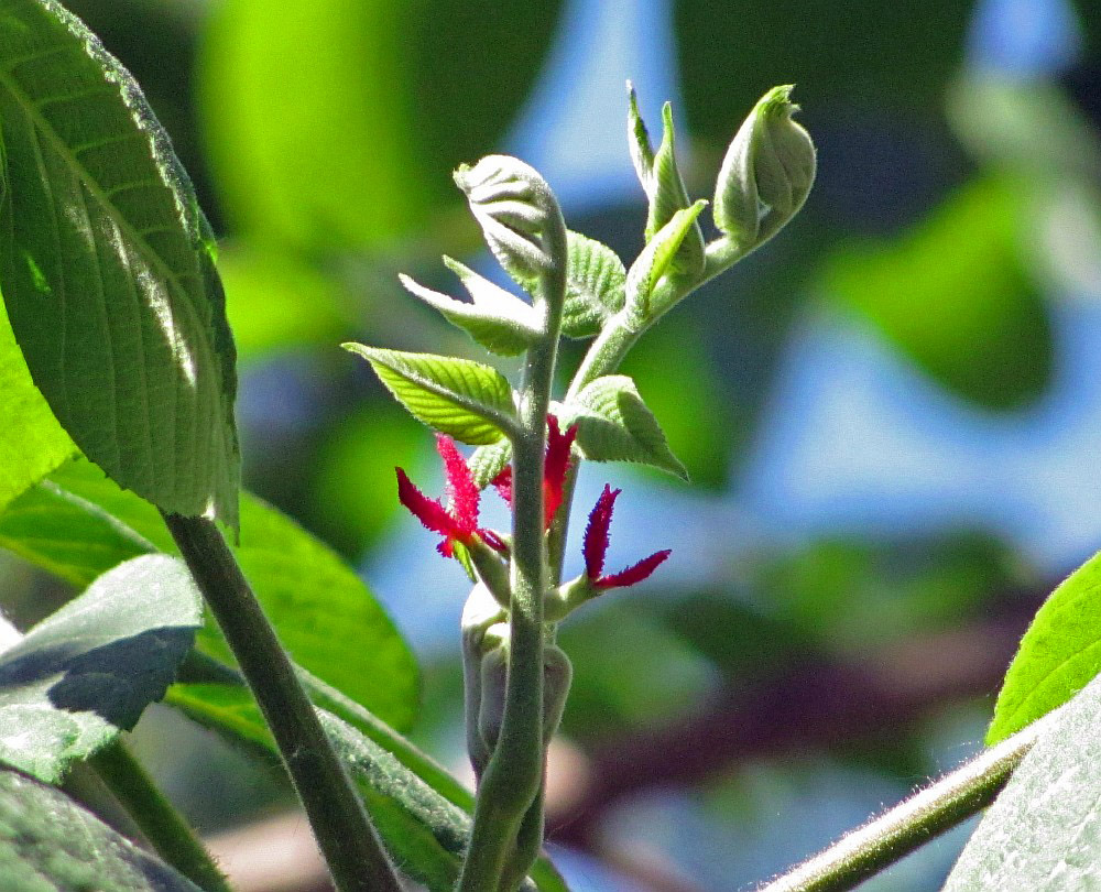 Image of Juglans ailanthifolia var. cordiformis specimen.