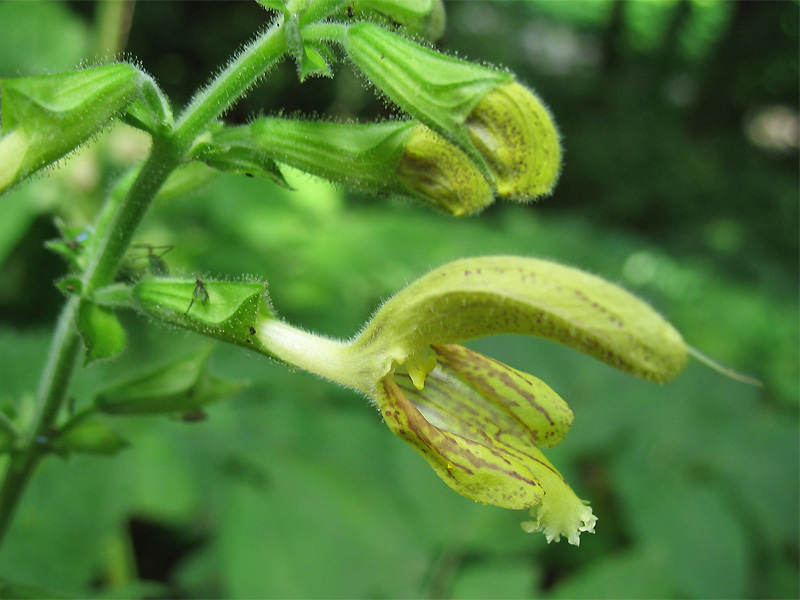 Image of Salvia glutinosa specimen.