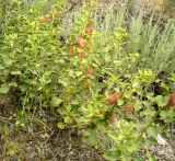 Buhsea coluteoides. Плодоносящие растения. Копетдаг, Чули. Конец мая 2011 г.