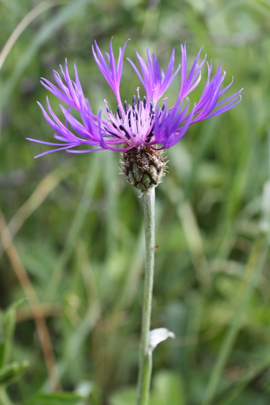 Изображение особи Centaurea czerkessica.