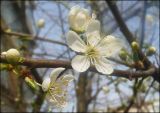 Prunus cerasifera