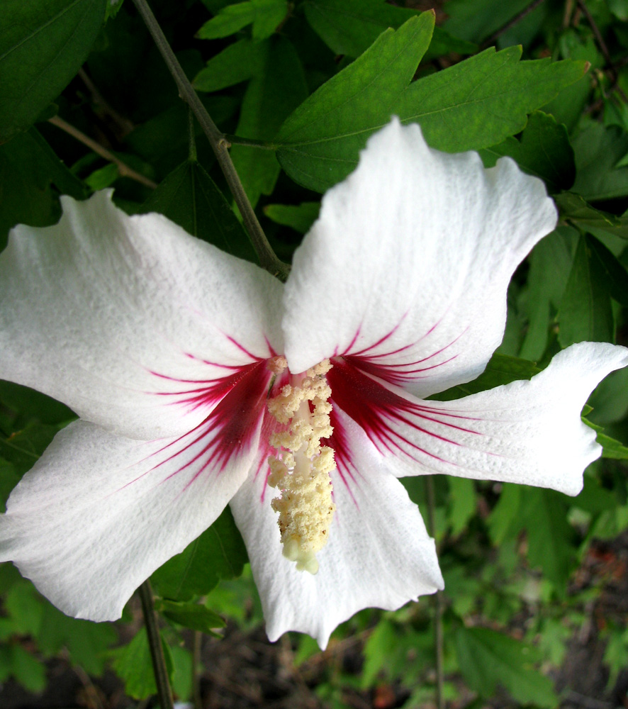 Изображение особи Hibiscus syriacus.
