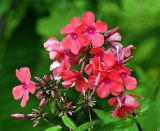 Phlox paniculata