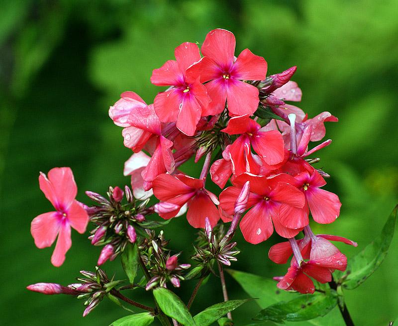 Изображение особи Phlox paniculata.