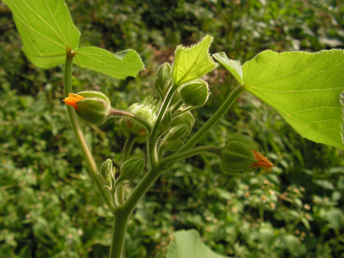 Image of Abutilon theophrasti specimen.