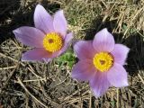 Pulsatilla taurica. Цветки. Крым, Ялтинская яйла. 30 апреля 2012 г.