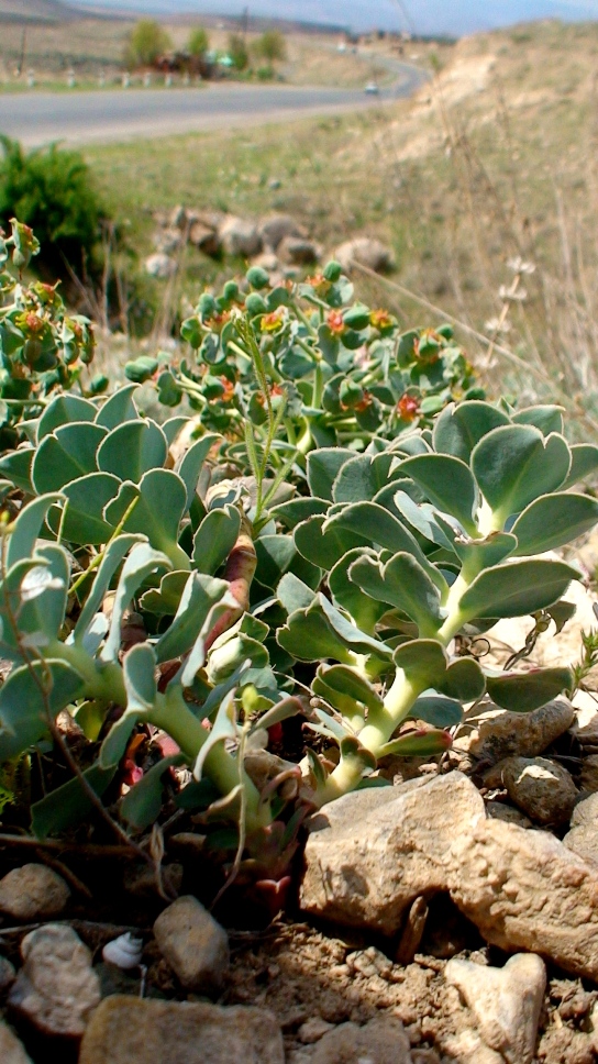 Изображение особи Euphorbia marschalliana.