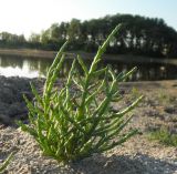 Salicornia perennans. Растение на берегу солёного озера. Украина, Николаевская обл., Кинбурнская коса. 19 мая 2012 г.