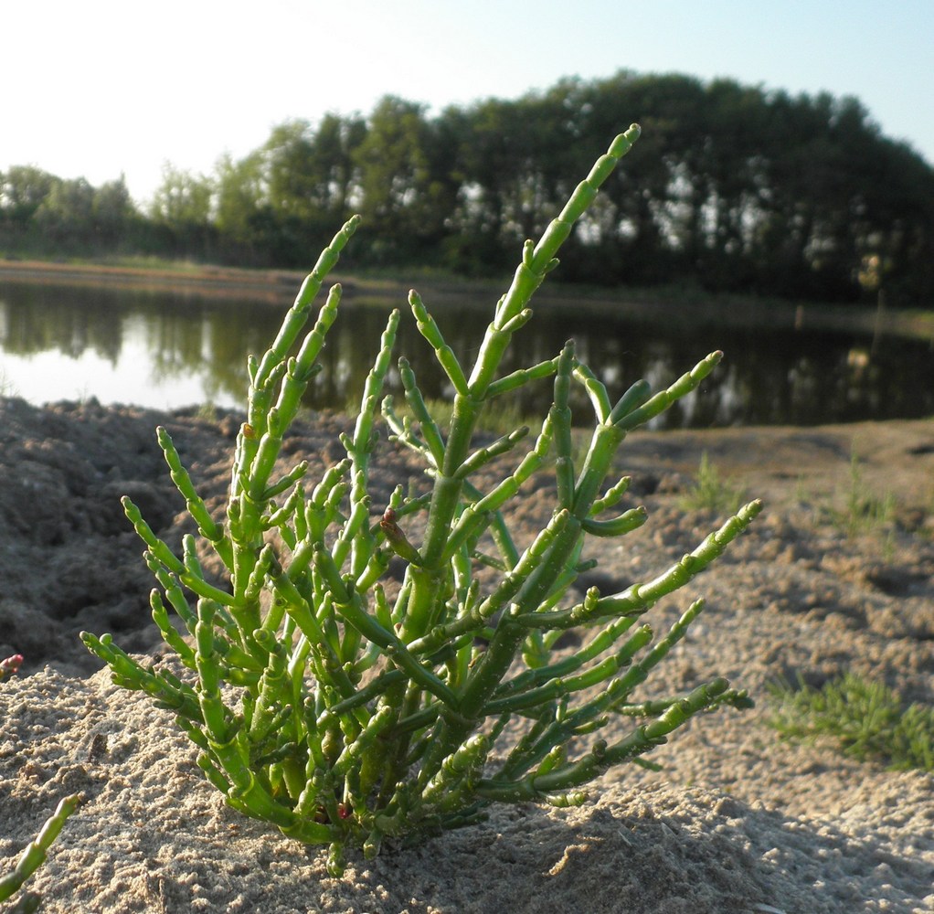 Изображение особи Salicornia perennans.