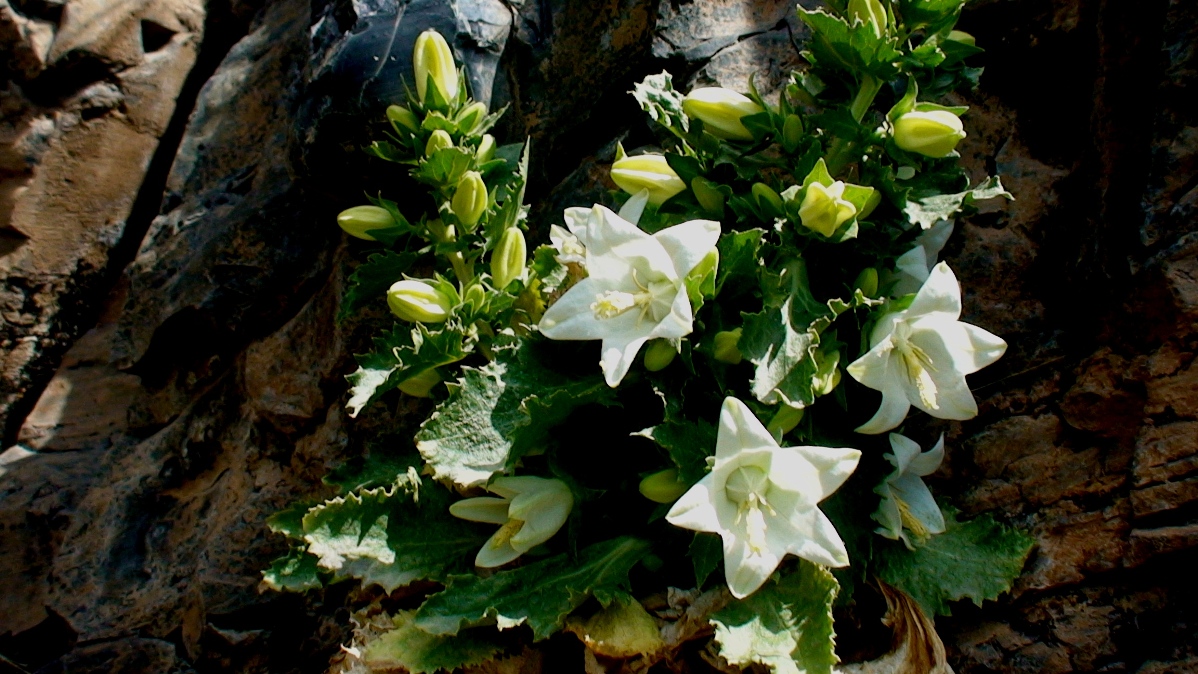 Изображение особи Campanula crispa.