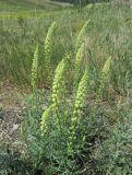 Reseda lutea