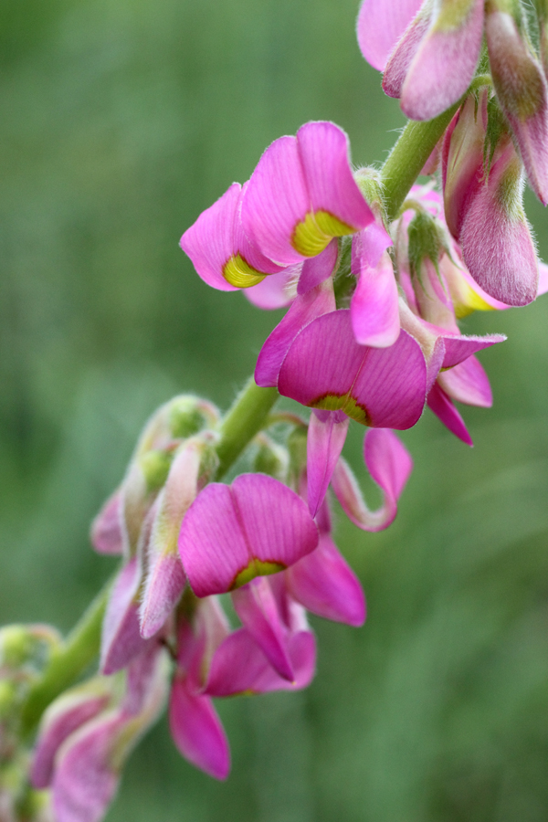 Изображение особи Onobrychis grandis.