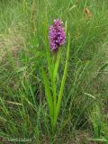 Dactylorhiza incarnata