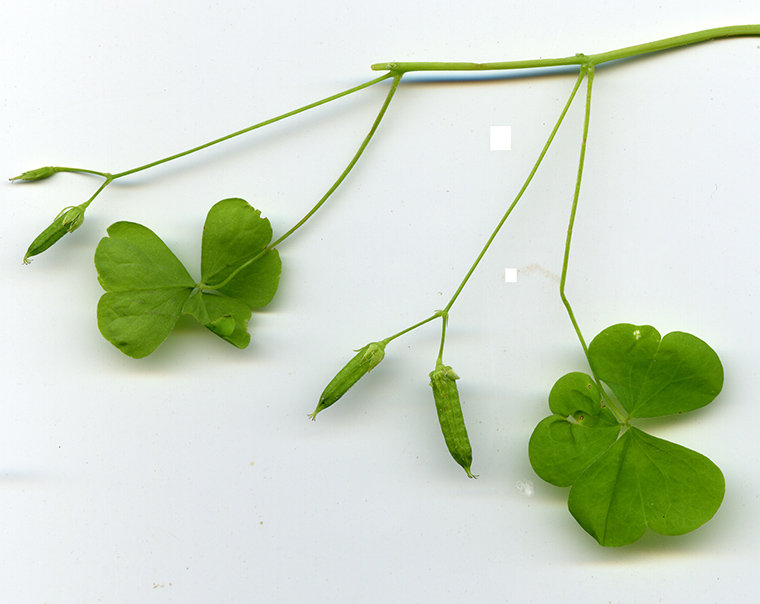 Image of Oxalis stricta specimen.