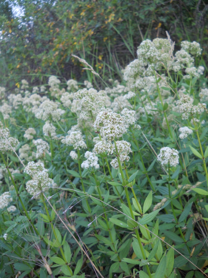 Image of Galium rubioides specimen.