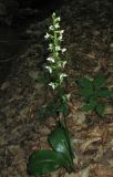 Platanthera chlorantha. Цветущее растение в лесу. Крым, Белогорский р-н, окр. с. Земляничное. 23 июня 2012 г.