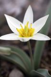 Tulipa bifloriformis. Цветок. Южный Казахстан, вершина 797.3 0.5 км западнее шоссе Корниловка-Пестели. 31.03.2012.