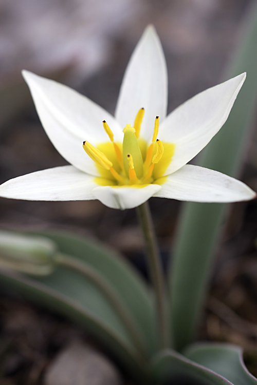 Image of Tulipa bifloriformis specimen.