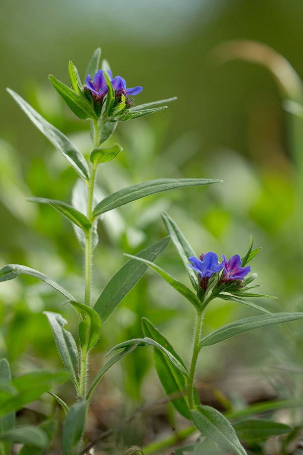 Изображение особи Aegonychon purpureocaeruleum.