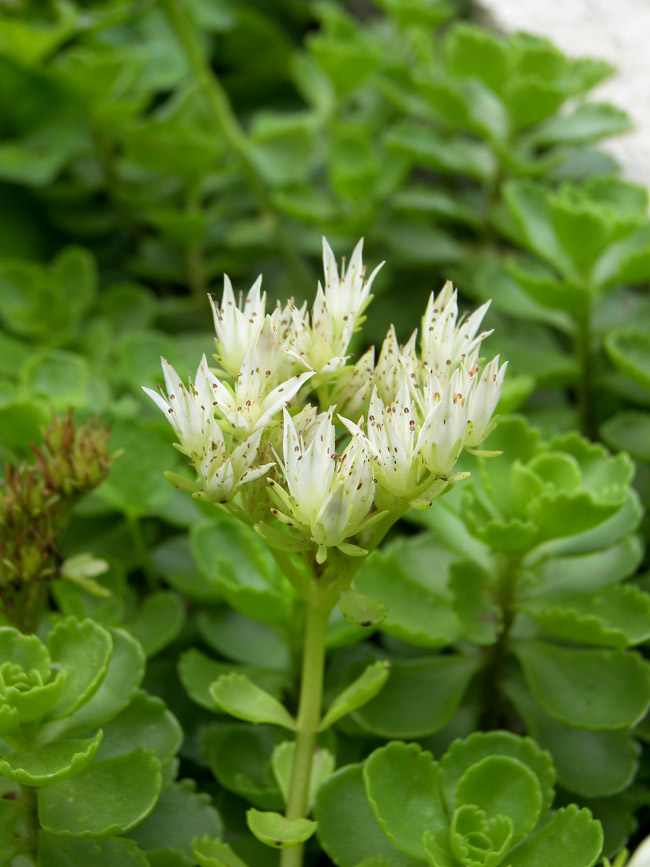 Image of Sedum oppositifolium specimen.