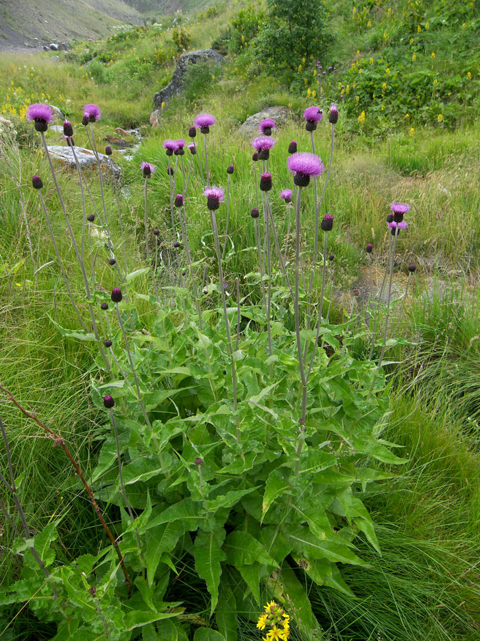 Изображение особи Cirsium dealbatum.