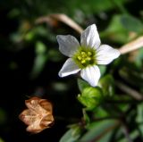 Linum catharticum