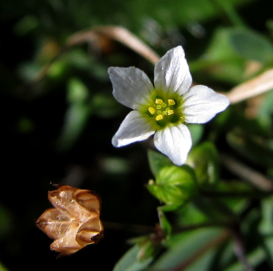 Изображение особи Linum catharticum.