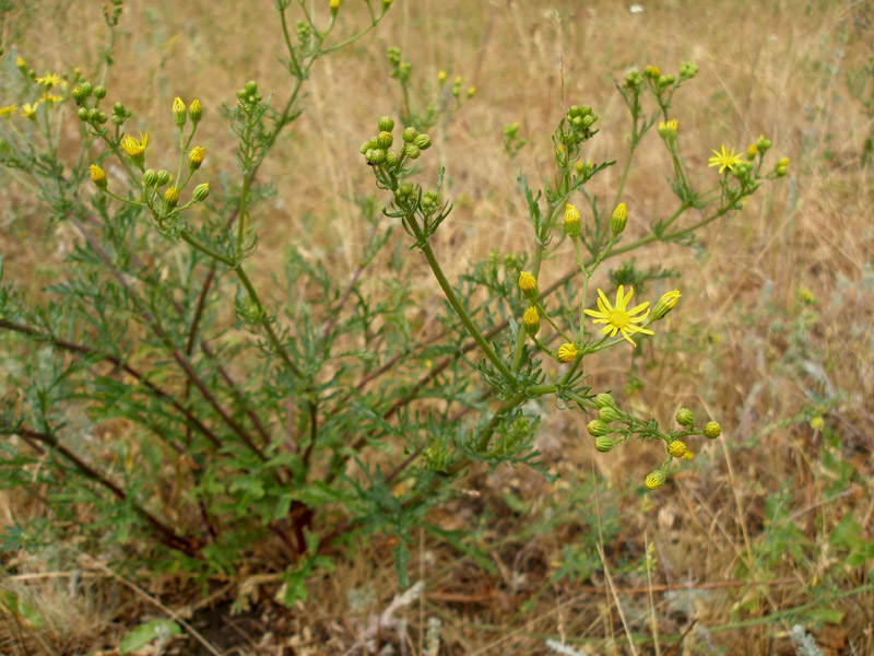 Изображение особи Senecio borysthenicus.