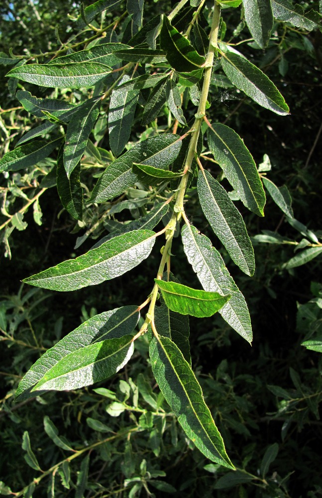 Image of genus Salix specimen.