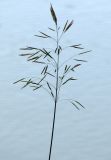 Bromopsis inermis