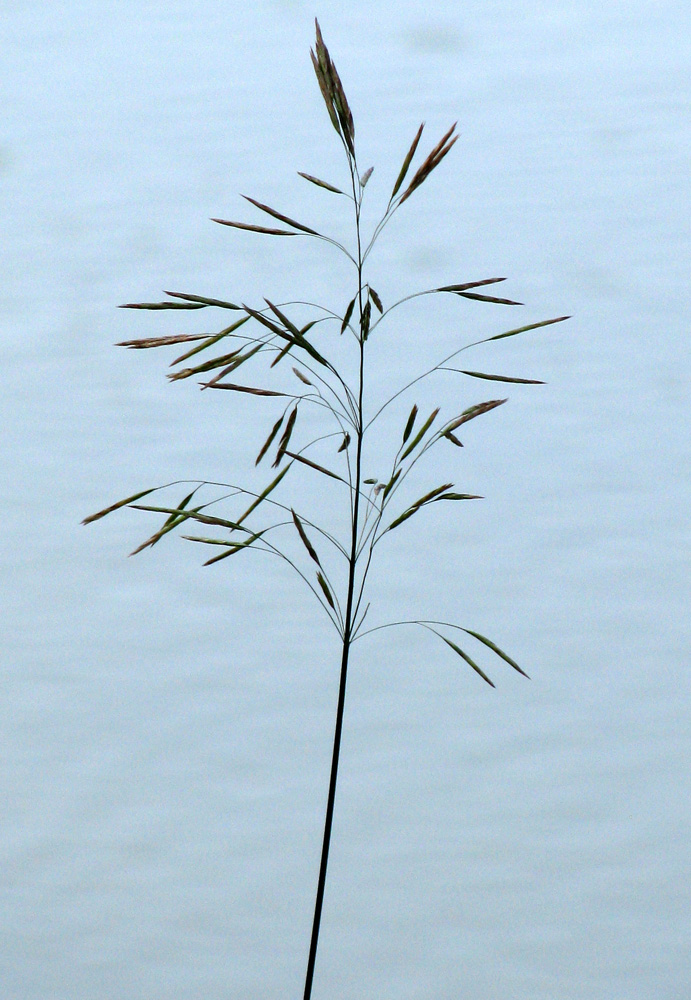 Image of Bromopsis inermis specimen.