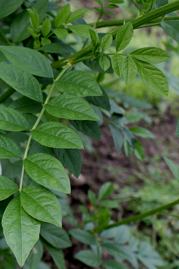 Изображение особи Glycyrrhiza echinata.