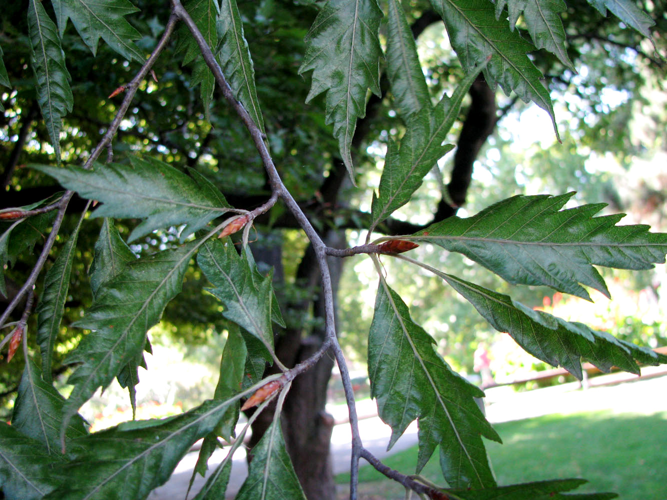 Image of Fagus sylvatica var. laciniata specimen.