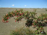 Crataegus monogyna. Ветвь плодоносящего растения. Крым, Тарханкутский п-ов, степная балка в пгт Черноморское. 29.08.2012.