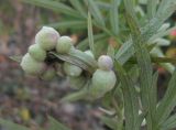 Artemisia rubripes. Обратная сторона листьев с галлами. Владивосток, Академгородок. 17 октября 2012 г.