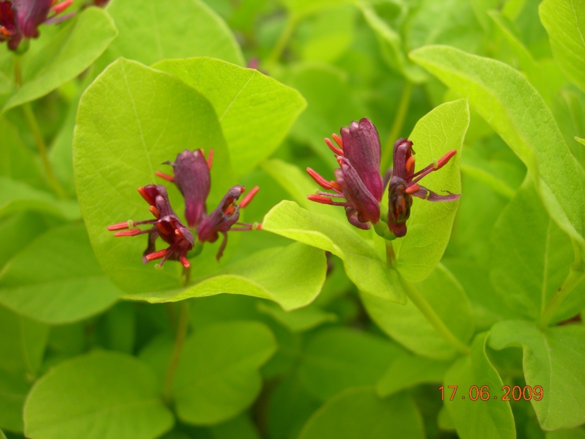 Image of Lonicera chamissoi specimen.