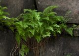 Cystopteris fragilis
