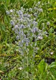 Eryngium planum