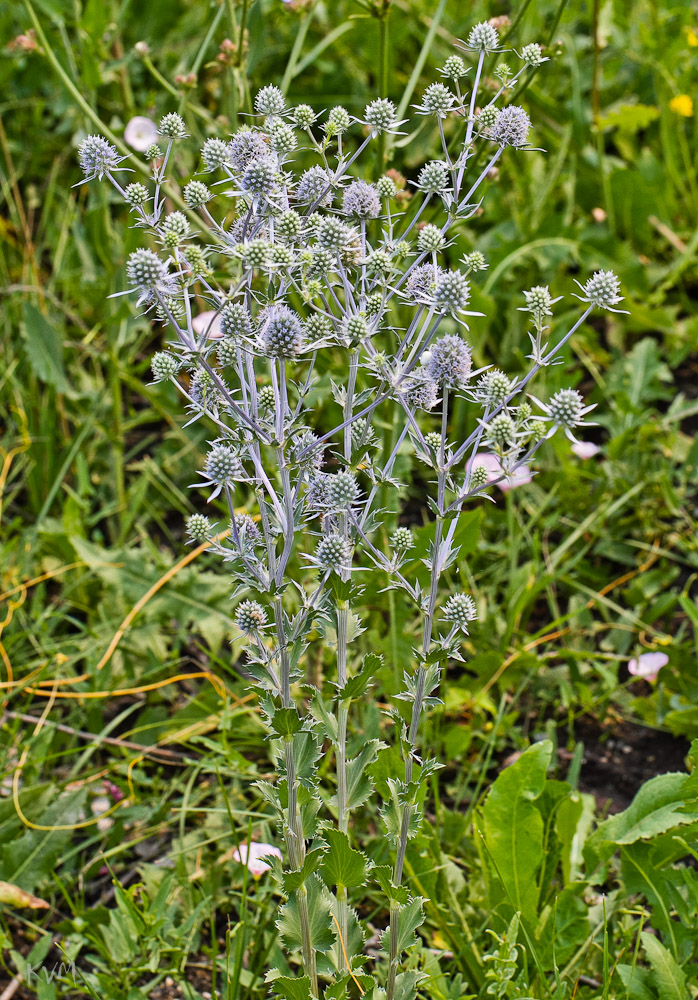 Изображение особи Eryngium planum.